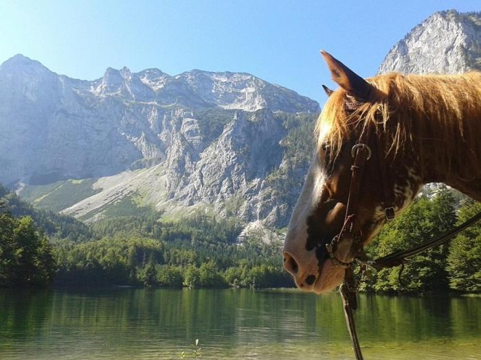 Ferienwohnung Hochsteinalm เทราน์เคอร์เคน ภายนอก รูปภาพ